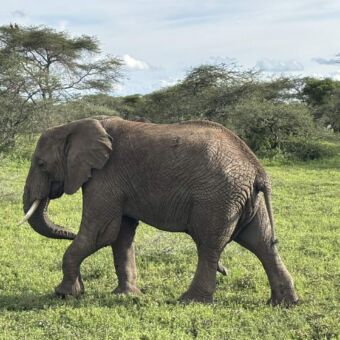 vrouwtjes olifant die door het groene gras loopt in Ndutu