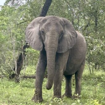 Olifant die dreigend nar je toekomt vanuit het groen bos
