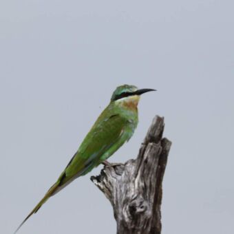 Een olijfgroene bijeneter met een bruine keel en een zwarte oogstreep, zittend op een houten paal tegen een heldere grijze lucht