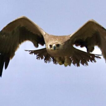 Een actieopname van een Savannearend die recht op de camera afvliegt met gespreide vleugels tegen een blauwe lucht.