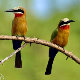 wee kleurrijke Roodkeelbijeneters met felrode kelen en witte voorhoofden, zij aan zij zittend op een horizontale tak.