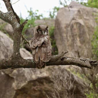 Een grote Verreaux' Oehoe met grijsbruine veren en opvallende oorpluimen, van achteren gefotografeerd terwijl hij op een dikke tak zit voor een rotsachtige achtergrond.