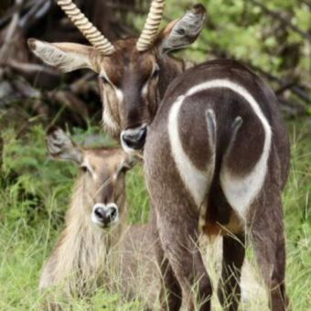 Mannetjes steenbok die omkijkt en een vrouwtje die in het gras ligt en je ook aankijkt