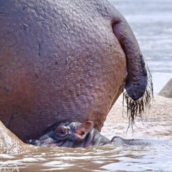Een heel klein nijlpaardje in het water tegen de achterkant van de kont van zijn moeder