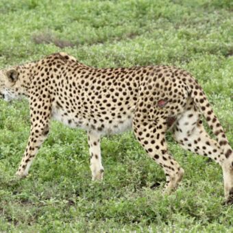 Cheeta die door het hoge gras loopt