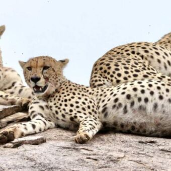 Drie cheeta's die liggen op een grote rots en om zich heen kijken