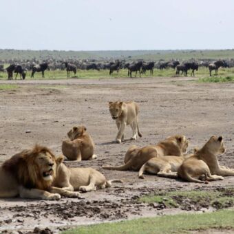 Grote groep liggende leeuwen met daarachter een grote groep gnoes