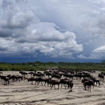 Grote groep gnoes die door het water lopen in Ndutu