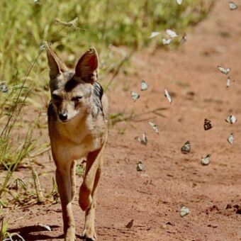 Een jakhals die over de zandweg naar je toe loopt