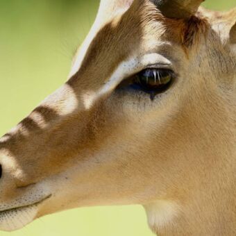 Kop van een gazelle gemaakt tijdens een rondreis door Tanzania