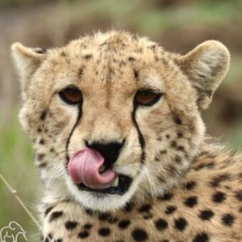 Cheeta die zijn bek likt en je recht aankijkt