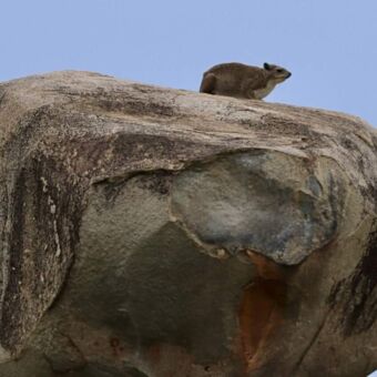 Grote rots met daarbovenop een mangoes