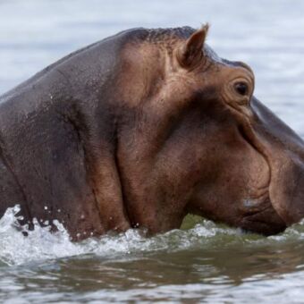 Nijlpaard die met kop en schouders boeven het water uitsteekt