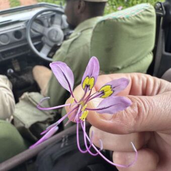 Paars bloemetje met geel