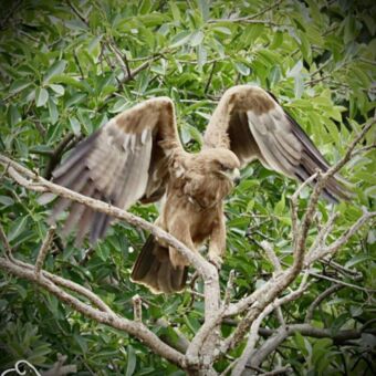 Een zijaanzicht van een lichtbruine Savannearend die zijn vleugels wijd spreidt terwijl hij op een boomtak balanceert, omringd door dichte groene bladeren.