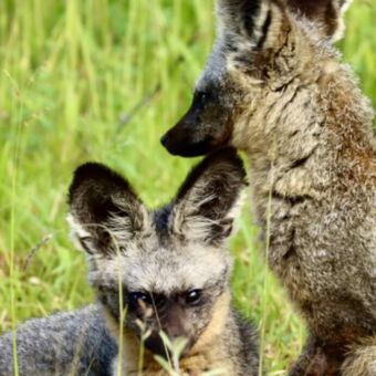 Twee jonge vosje die in het hoge groene gras liggen