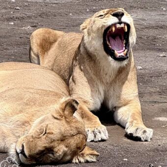 Leeuwin die slaapt en een leeuwin die gaapt