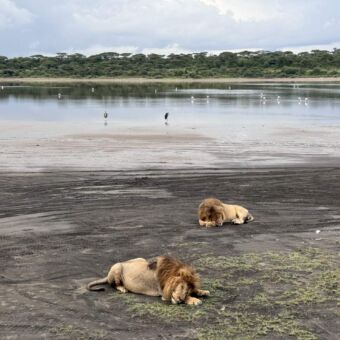 Twee slapende mannetjes leeuwen aan de rand van Lake Ndutu