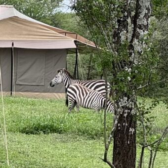 Twee zebras die grazen met daarachter een safari tent in Ndutu Tanzania