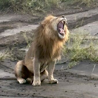 Mannetjes leeuw geeuwend en zittend