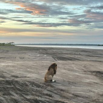 Aan de oevers van lake Ndutu zit een mannetjes leeuw alleen en kijkt uit over het meer
