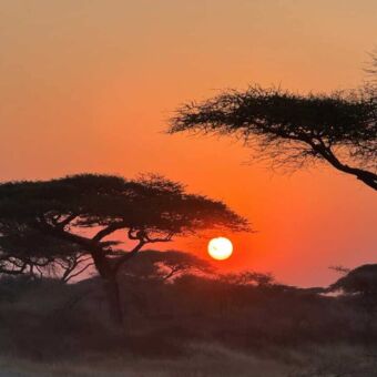 Prachtige zonsondergang over de Tanzaniaanse savanne met silhouetten van acaciabomen