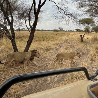 Uitzicht vanuit een safariauto op twee leeuwen die langs de onverharde weg wandelen
