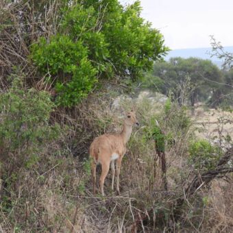 In een groen omgeving staat een bushbuck