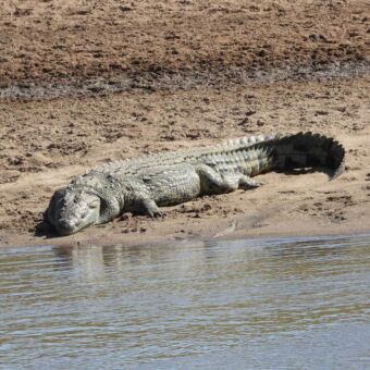 Krokodil liggen aan de oever van de Mara rivier