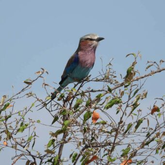 Lilac brested roller in de top van een boom