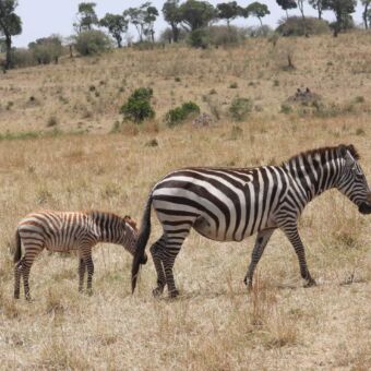 Jonge zebra met moeder lopend op de Serengeti