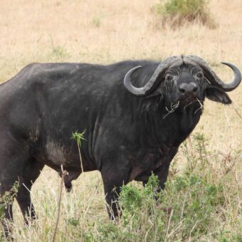 Buffel je recht aankijkend staand in het goudgele gras