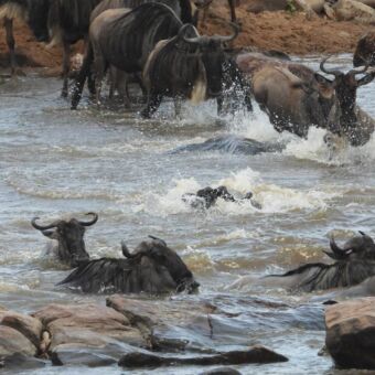Groep gnoes steekt de Mara rivier over Serengeti