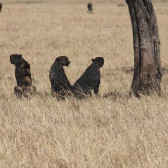 Drie cheeta's zittend in het hoge gras onder een boom in de Serengeti