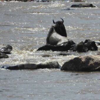 Gnoes in de Mara rivier tijdens een crossing Serengeti
