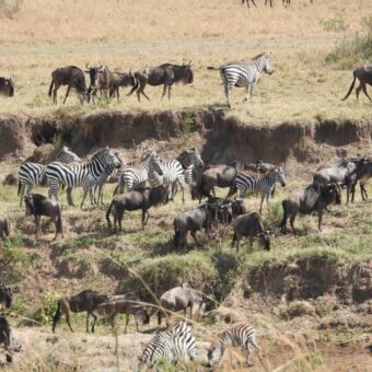 Gnoes en zebra's lopend inde buurt van de Mara rivier Serengeti