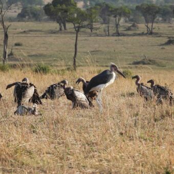Grote groep gieren op de grond in het goudgele gras van de Serengeti