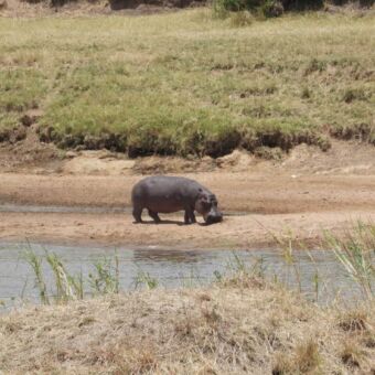 Nijlpaard lopend en foerageren aan de oever van de Mara rivier