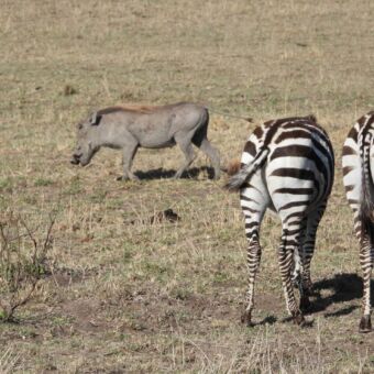 Pumba op de achtergrond en voor de billen van twee zebra's