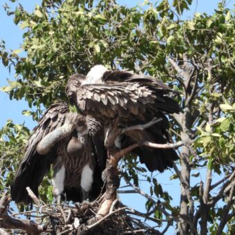 Twee gieren op een tak hoog in de boom